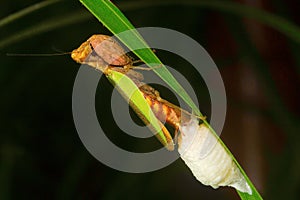 Mantis with ootheca, Aarey Milk Colony