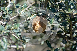 Mantis ootheca on olive tree