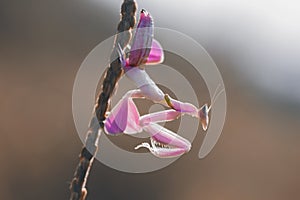 Mantis, orchid mantis, animals, macro, bokeh, insect, nature,