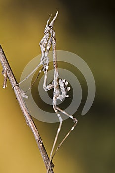 Mantis Palo (Empusa pennata)