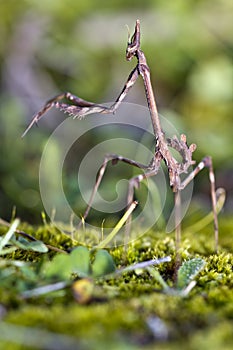 Mantis Palo (Empusa pennata)