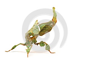 Mantis Phyllocrania paradoxa on a white background