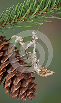 Mantis on Pine Cone