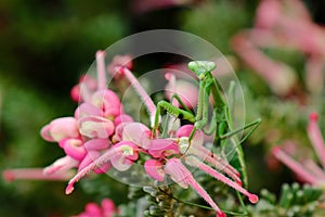 Mantis on pink flower