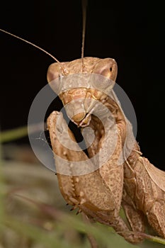 Mantis portrait