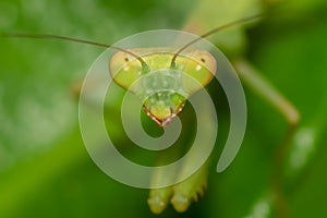 Mantis portrait extreme close up view. Macro photo.