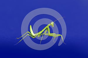 preying mantis isolated on blue background