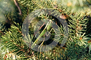 Mantis or Praying Mantis, Mantis religiosa on spruce branch. Side view. Selective focus