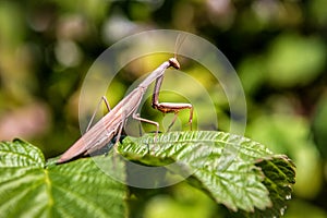 Mantis predator on the green plant