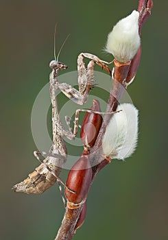 Mantis on willow