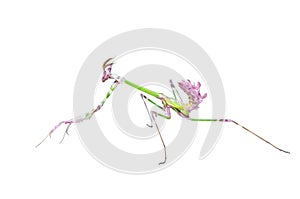 Mantis raptor with long spiked forelegs in attack pose