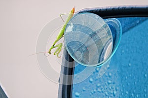 mantis on rearview mirror
