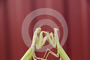 Mantis on a red background. Mating mantises. Mantis insect predator.