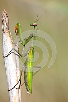 Mantis religiosa photo