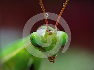 Mantis Religiosa photo