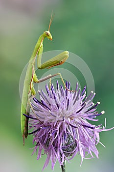 Mantis religiosa photo