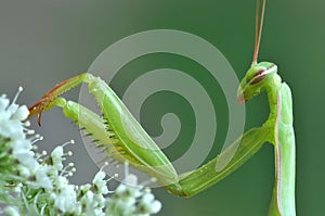 Mantis religiosa photo