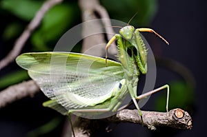 Mantis in Defensive Stance