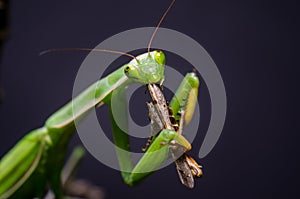 Mantis religiosa eating grasshopper