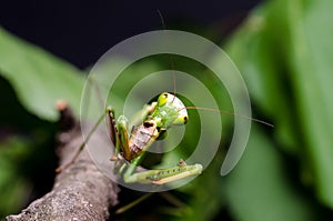 Mantis religiosa eating grasshopper