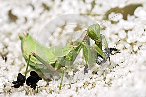 Mantis religiosa eating an insect photo