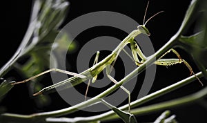 Mantis religiosa photo