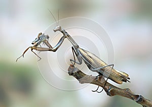Mantis religiosa (female) photo