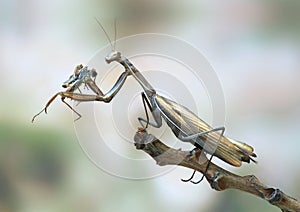 Mantis religiosa (female)