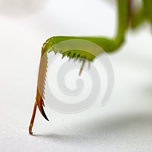 Mantis Religiosa and her two paws close-up photo