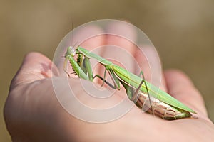 Mantis religiosa on human hand