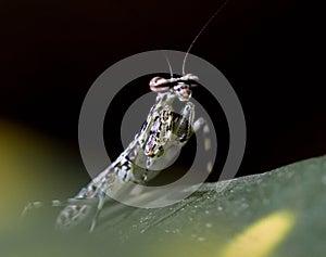 Mantis religiosa insecto photo