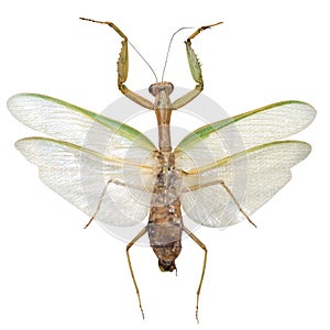 Mantis Religiosa, isolated on white photo