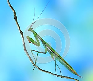 Mantis religiosa (male) photo