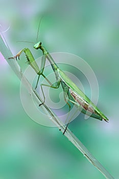 Mantis religiosa (male)