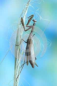 Mantis religiosa (male) photo