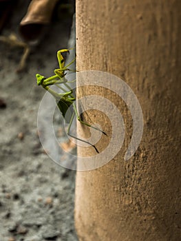 Mantis religiosa in my hollyday