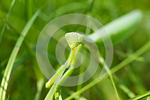 Mantis religiosa in the nature