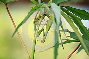 Mantis religiosa on Plant on Sunset