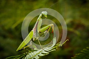 Mantis religiosa praying mantises photo