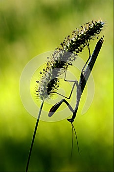 mantis religiosa and shadow