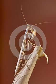 Mantis Religious Mantidae. Malaga, Spain