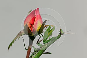 The mantis and the rose. Details.