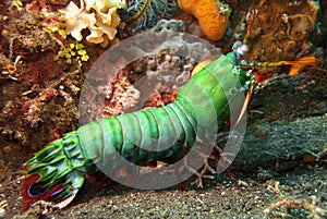 Mantis shrimp