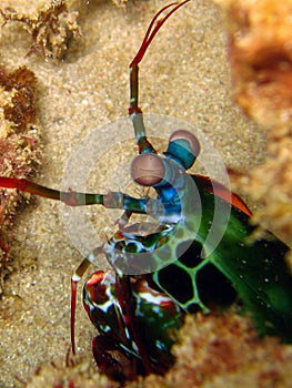 Mantis shrimp