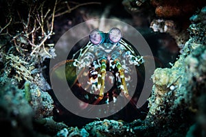 Mantis shrimp