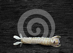 Mantis Shrimp on the black background