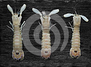 Mantis Shrimp on the black background
