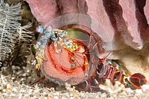 Mantis Shrimp with Egg Brood