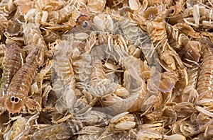 Squilla Mantis shrimp background