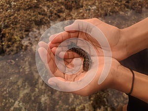 Mantis shrimp in hand.